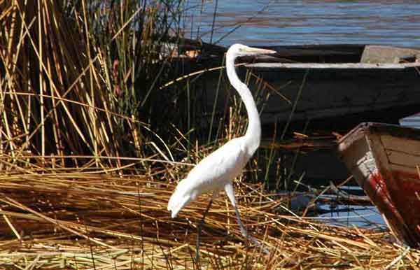 Garza - lago Titikaka - Perú.jpg
